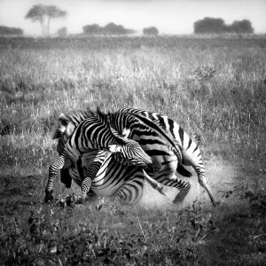15764_Fotograf_Michael Johansen_Fighting zebras_Action